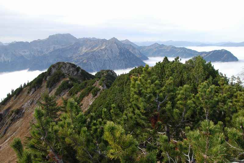 Wandersteig durch die Latschen in Richtung Iseler Gipfel