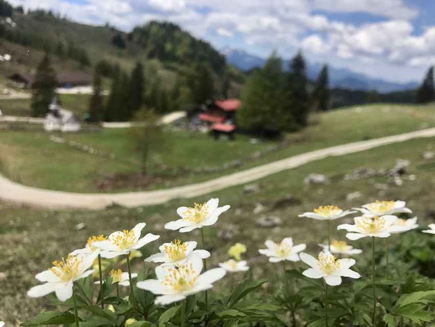 Die Blumen bei unserer Frühlingswanderung an der Kaindlhütte 