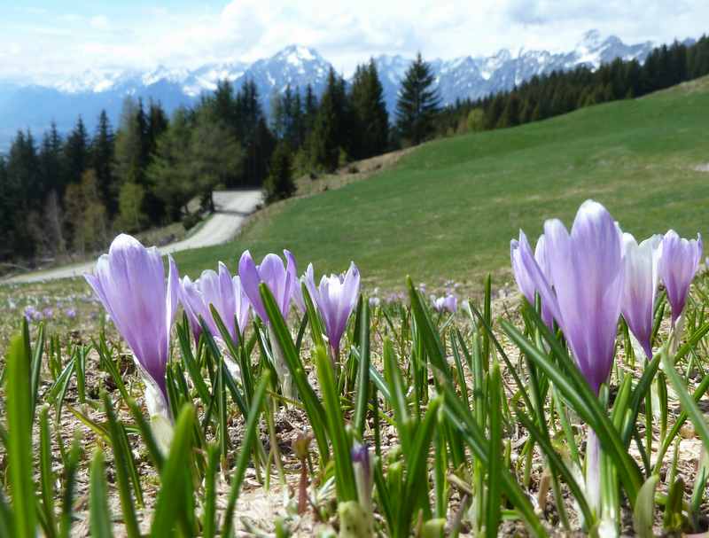 Im Frühling über die blühenden Almwiesen am Kellerjoch wandern