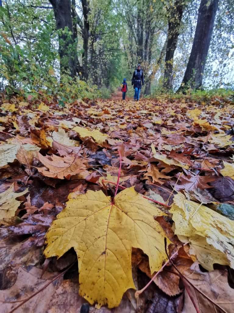 Bunte Herbststimmung am Keltenbaumweg St. Georgen