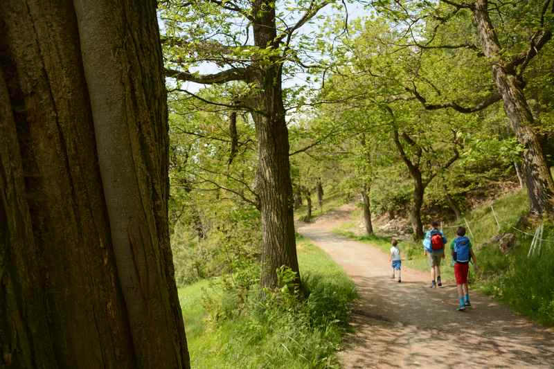 Am Keschtnweg wandern mit Kindern durch den Kastanienhain