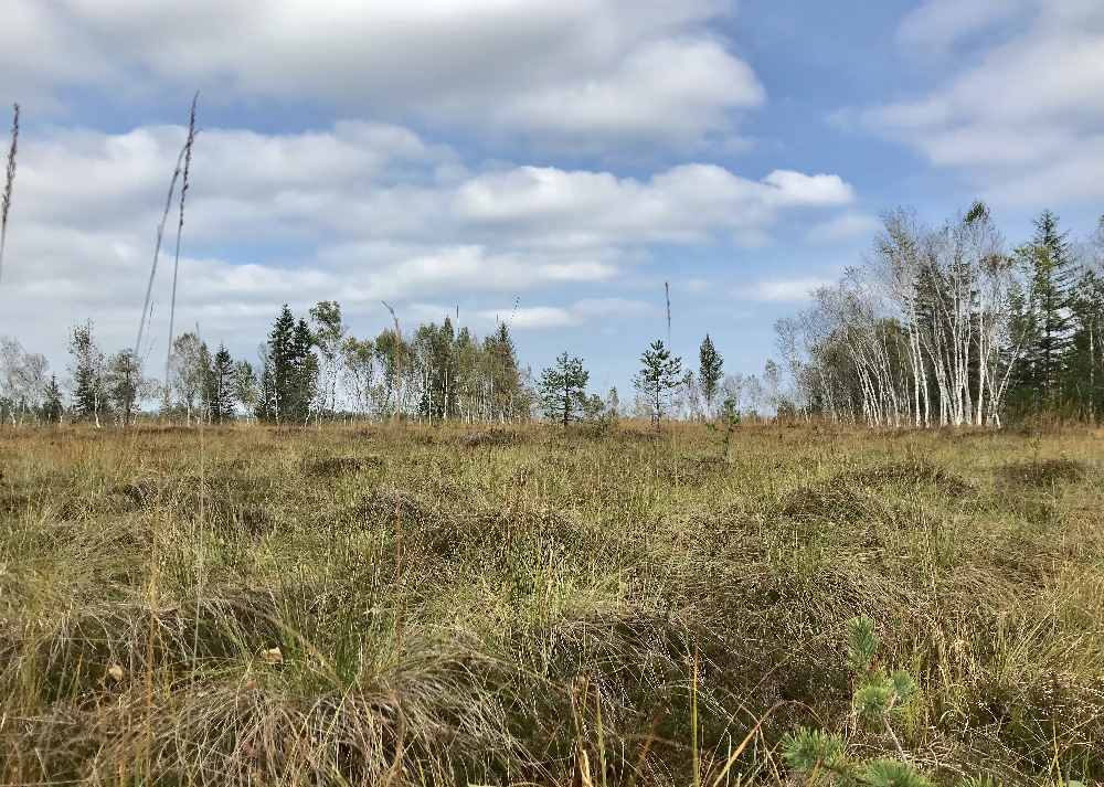 Im Herbst färben sich die Gräser im Moor