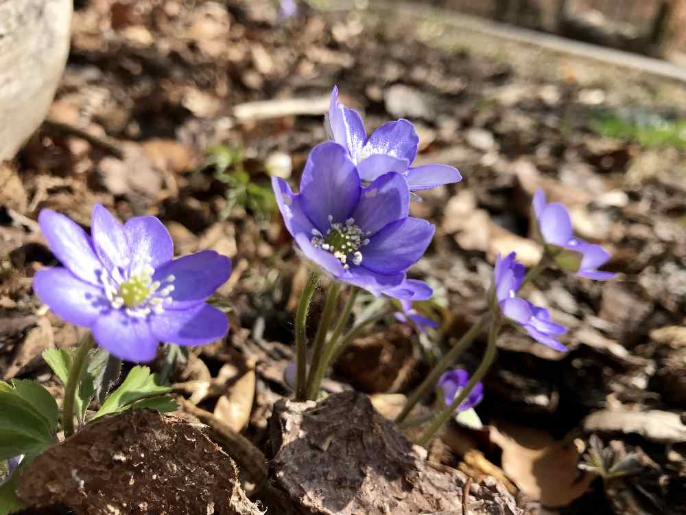 Bei unserem Besuch haben rund um die Königsdorfer Alm die Frühlingsblumen geblüht!