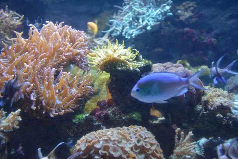 Für Familien im Bodensseurlaub die Attaktrion: Das Konstanz Aquarium von Sealife