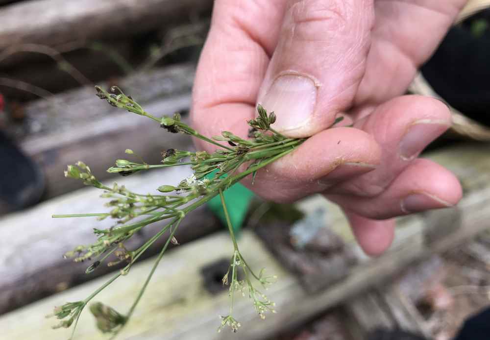 Schon mal Wiesenkümmel probiert? Schmeckt würzig wie der bekannte Kümmel im Haushalt