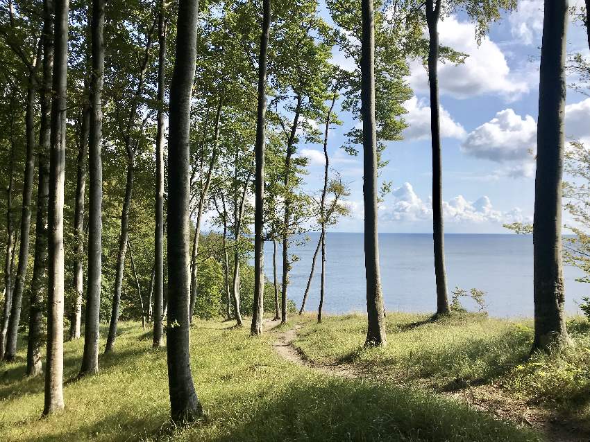 Traumhafte Aussichten durch den Wald auf die Ostsee - das ist die Kreidefelsen Rügen Wanderung