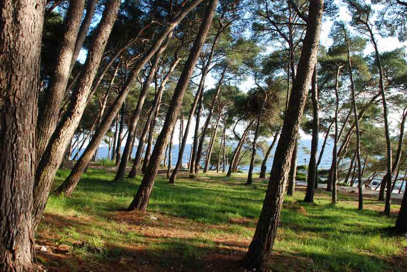 Toller Pinienwald zwischen Hotel und Meer