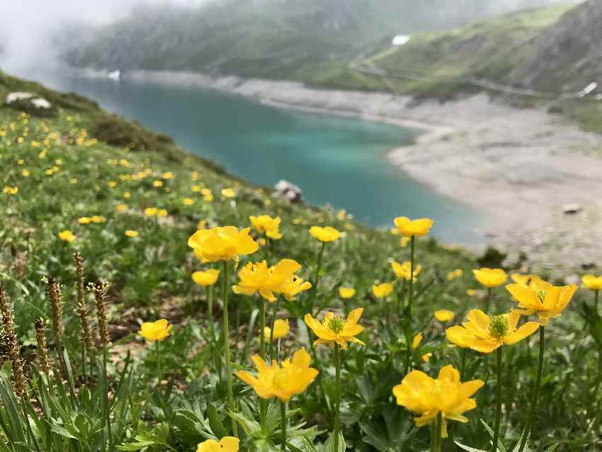 Das Gelb der Blumen strahlt mit dem Blau des Wassers um die Wette