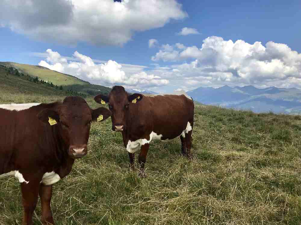 Der Ausblick am Millstätter Törl zu den Hohen Tauern - samt Kühen