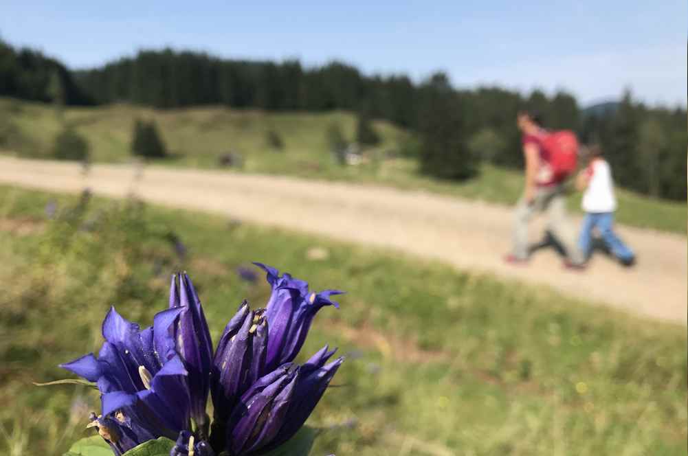 Bei der Mittereggalm wächst direkt neben dem Weg der blaue Enzian