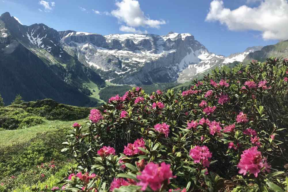 So toll blühen hier oben neben dem Wanderweg die Almrosen im Juni