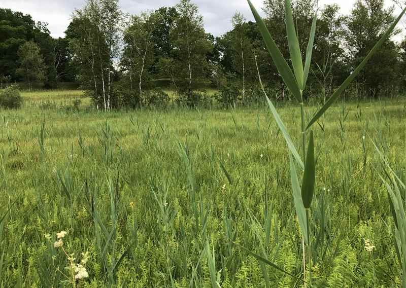 Danach kommen wir zu dieser schönen Moorlandschaft im Naturschutzgebiet