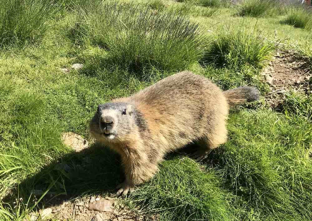 Das bekannte Murmelland im Zillertal, direkt an der Zillertaler Panoramastraße