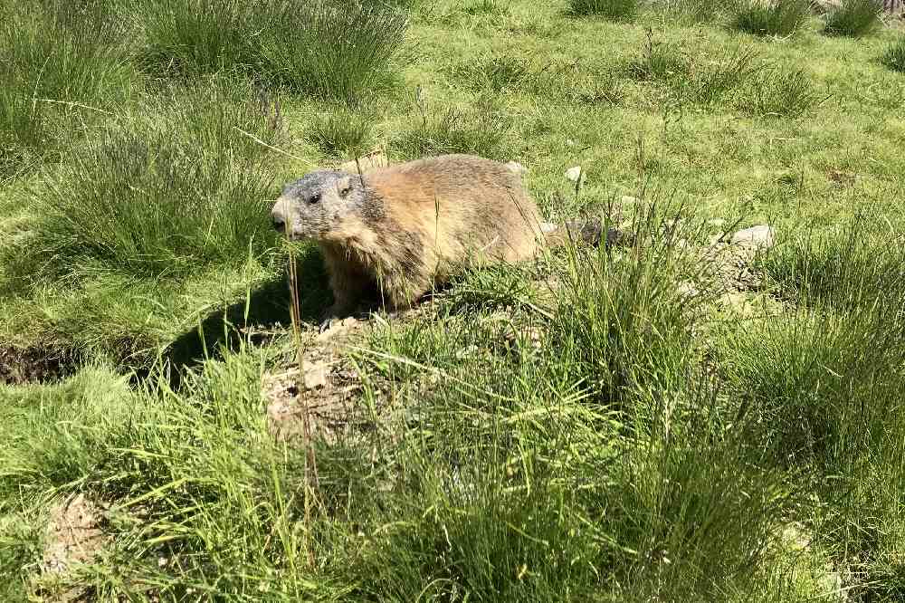 Mit Baby oder Kleinkind zu den süßen Murmeltieren im Murmelland