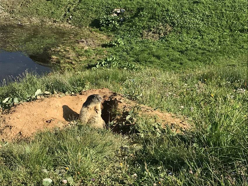 Und du kannst hier vom Auto aus wirklich Murmeltiere aus der Nähe sehen! 