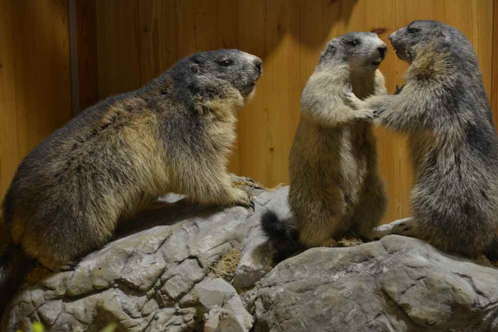 Die Kinder bekommen sie doch noch zu sehen: Die Murmeltiere im Lucknerhaus in Osttirol