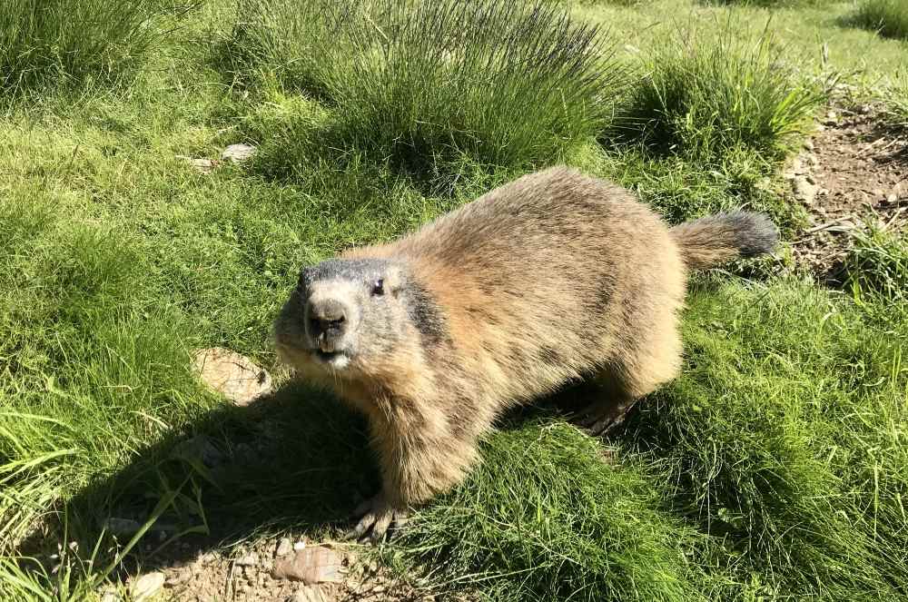 Und dahinter sind die echten Murmeltiere ganz nah - ein Riesenerlebnis! Ohne Eintritt.