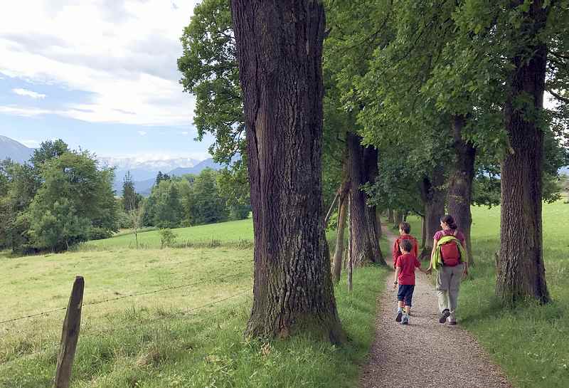 Murnau wandern mit Kindern: Ehrwürdig sind die Eichen, viele hundert Jahre alt, zahlreich und schattenspendend