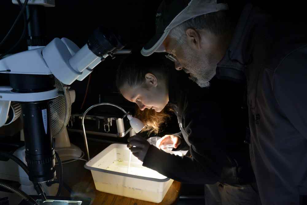 Naturbeobachtung im schwarzen Zelt - mit Mikroskop über den Beamer