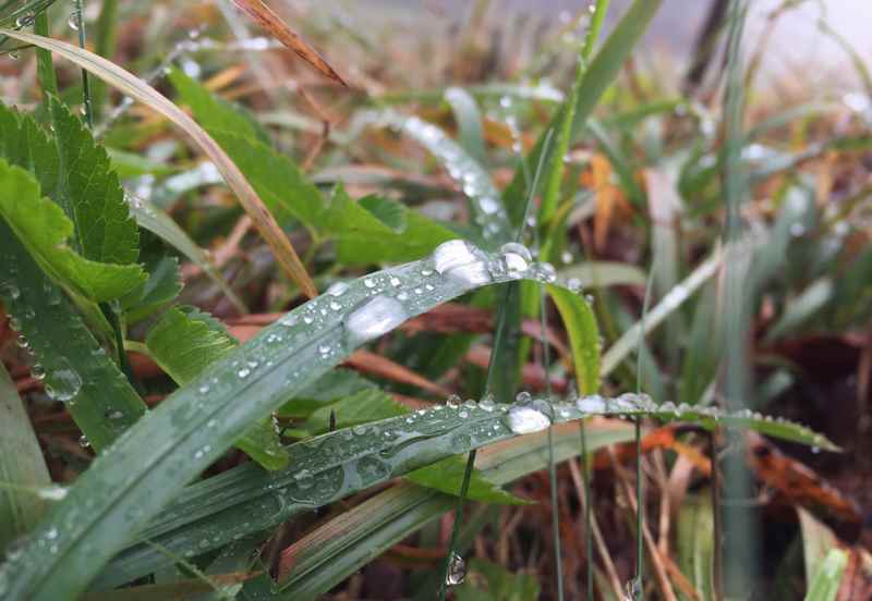 Der Nebel hat die Gras richtig naß gemacht - die Wassertropfen sind schön anzuschauen