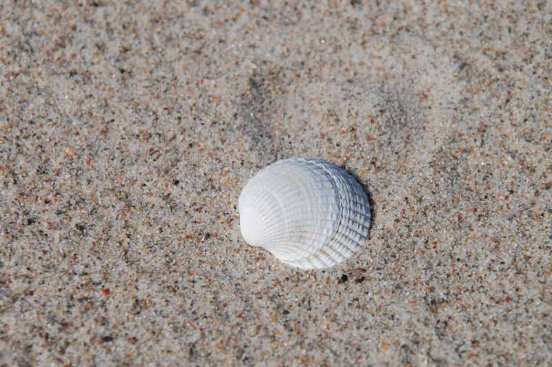 Familienurlaub Ostsee: Das ist viel feiner Sand mit Muscheln