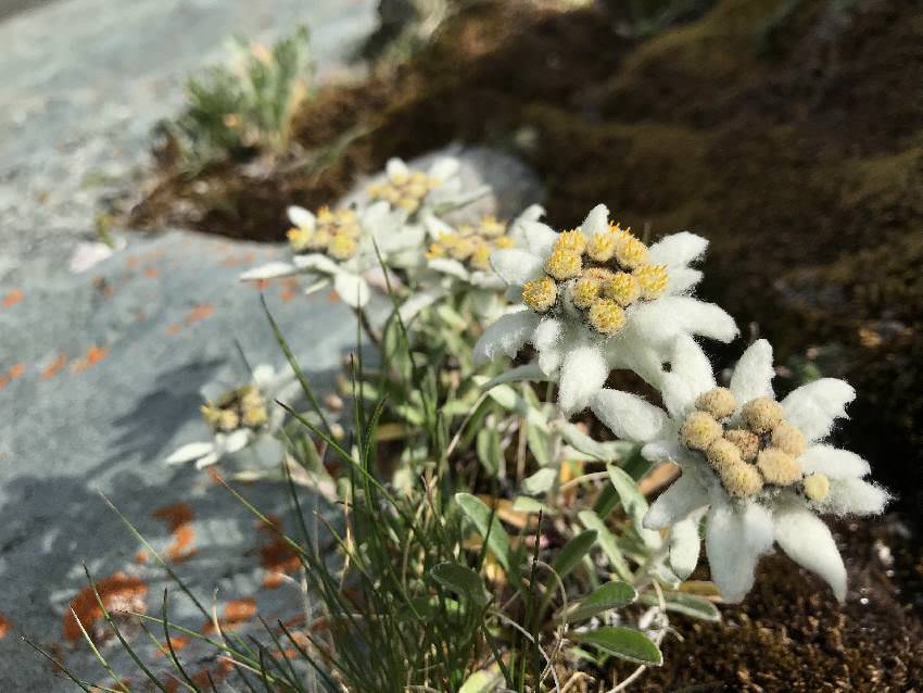 Nicht weit von der Kaiser Franz Josefs Höhe: Die Edelweiß blühen oberhalb der Pasterze! Ohne Nationalpark Ranger hätten wir den Standort sicher nicht gefunden.