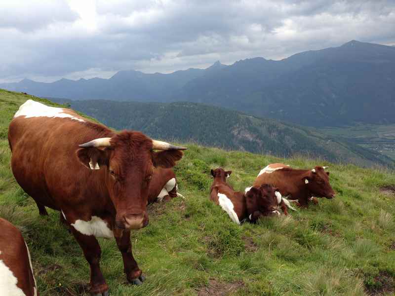 Almwanderung mit Kindern oberhalb der Pony Alm, Katschberg