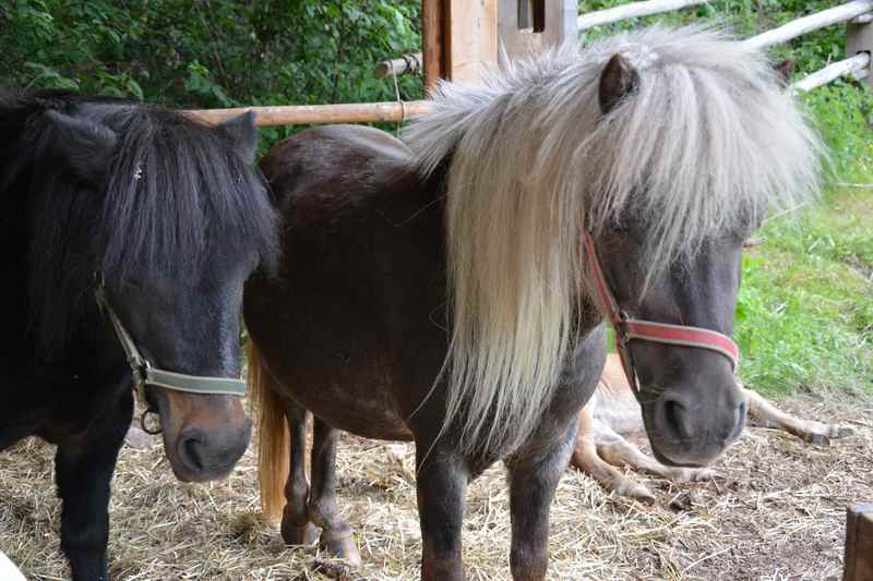 Die Ponys stehen auch hier im Abenteuerpark - einmal pro Woche gibt es Ponyreiten im Rahmen des Kinderprogramms