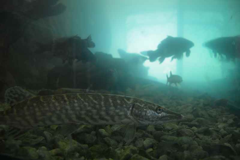 Attersee Ausflugsziel: Dann werfen wir einen Blick auf die Fische im Aquarium