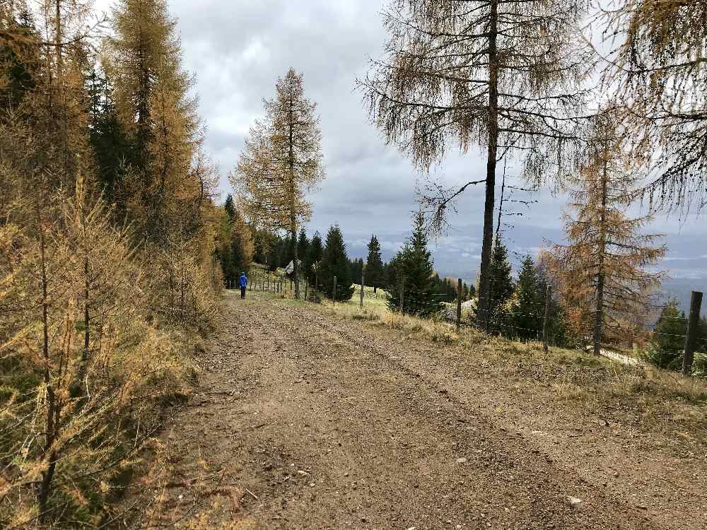 Saualpe wandern: Vorbei an den gelb gefärbten Lärchen wandern wir auf der Forstrasse