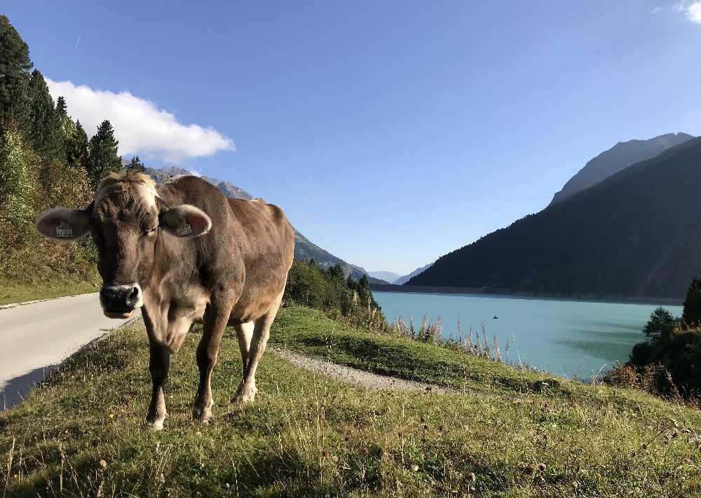 Bei der Wanderung mit Kinderwagen kommst du im Sommer auch an Kühen vorbei 