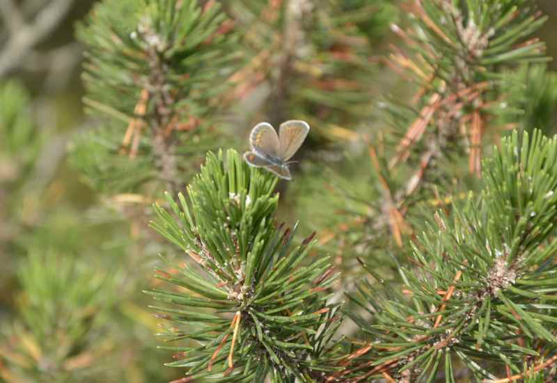 Der Große findet am Wegrand einen Schmetterling und drückt den Auslöser - erfolgreich wie man hier sieht.