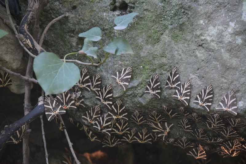 Tausende von Schmetterlingen im Schmetterlingstal Paros in Griechenland 