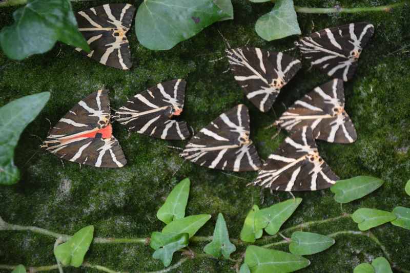 Schmetterlingstal Petaloudes - Ausflugsziele mit Kindern auf der Insel Paros