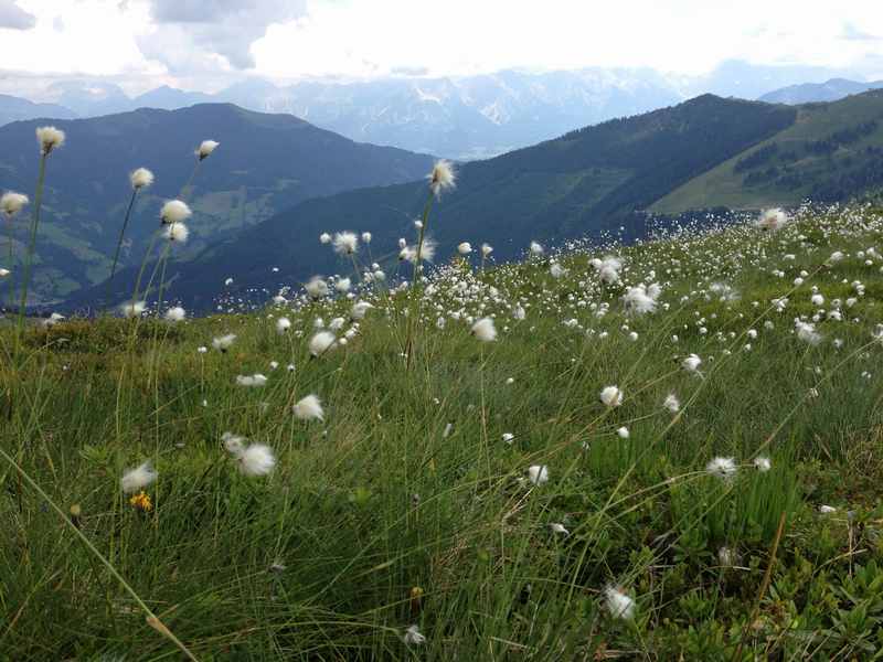  Auf der Schmittenhöhe Zell am See: Viel Natur mit Ausblick