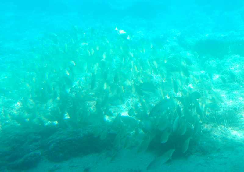 Diese Fische kannst du mit der Nautilus beobachten oder beim Schnorcheln rund um die Medes Inseln in Spanien