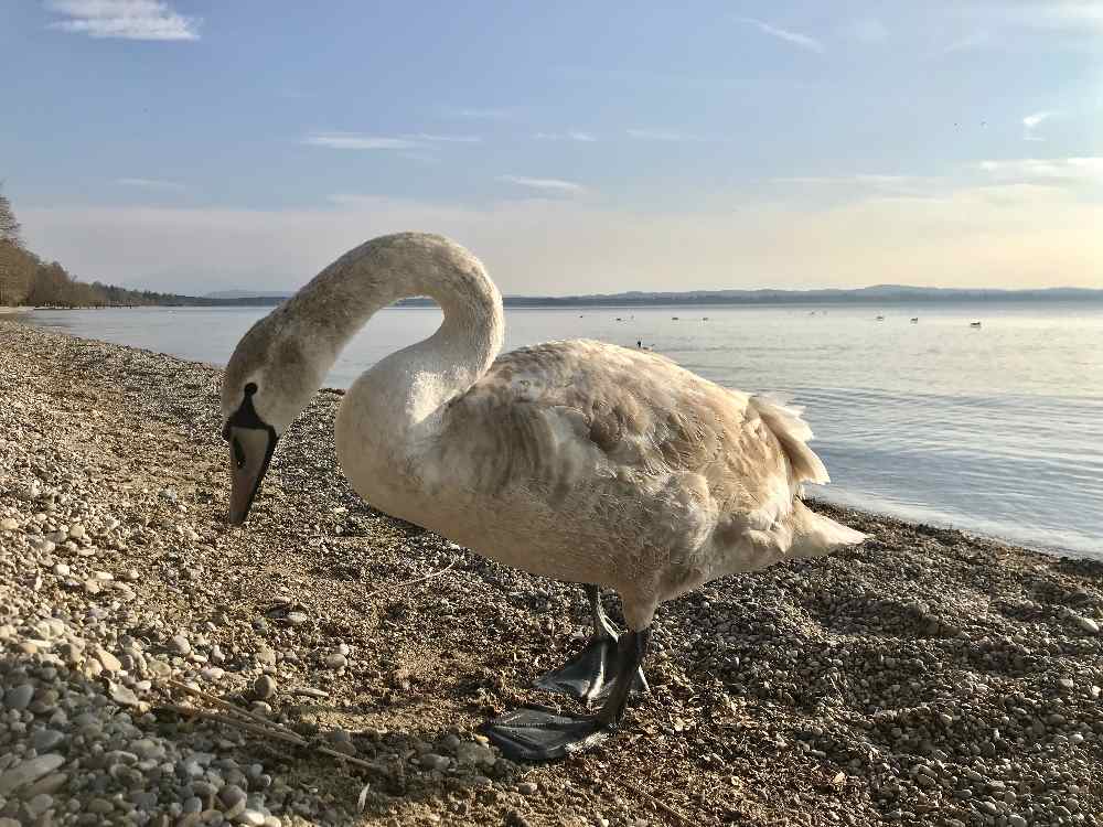 Auch schön für Kinder: Die Schwäne am Starnberger See treffen.