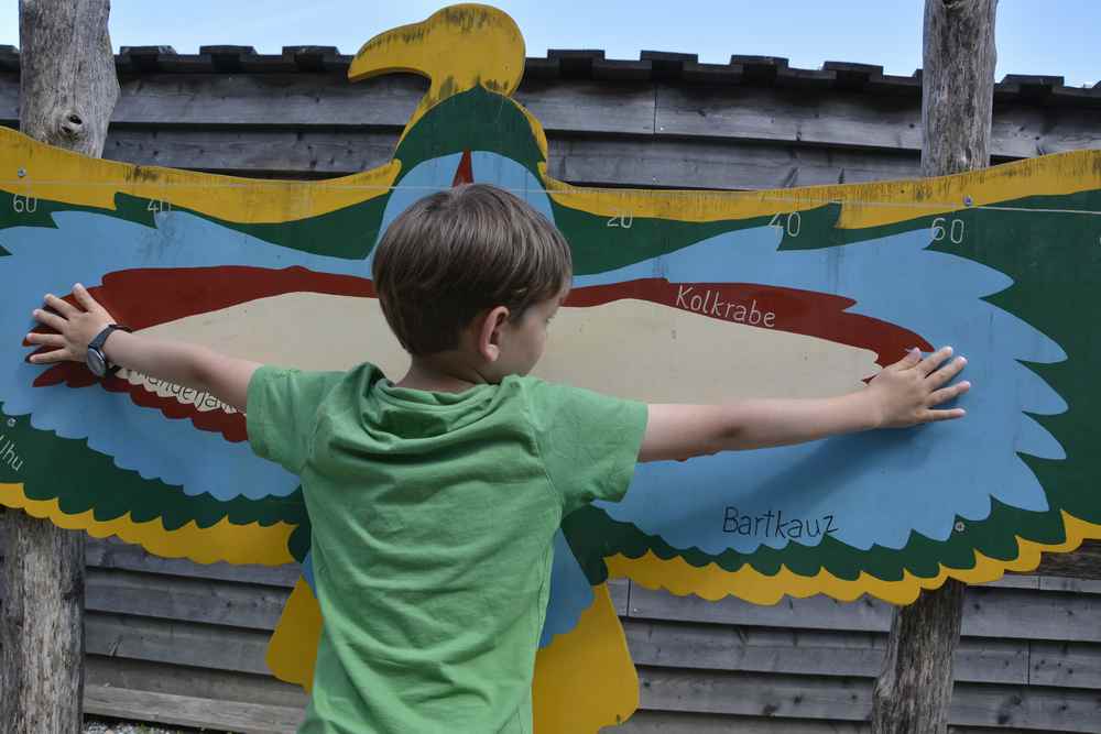 Wie groß ist die Flügelspannweite der Vögel? Die Kinder können es anhand der eigenen Köpergröße vergleichen.