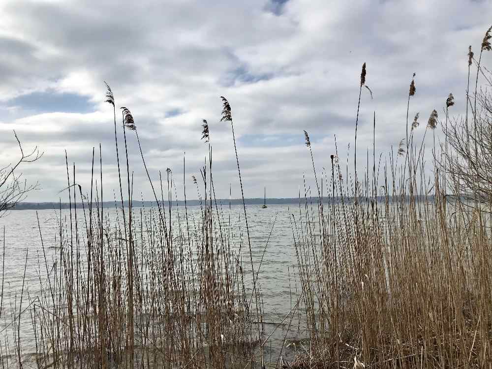 Abwechslungsreiche Uferlandschaft - mit Schilf, Wiese und Kiesstrand.