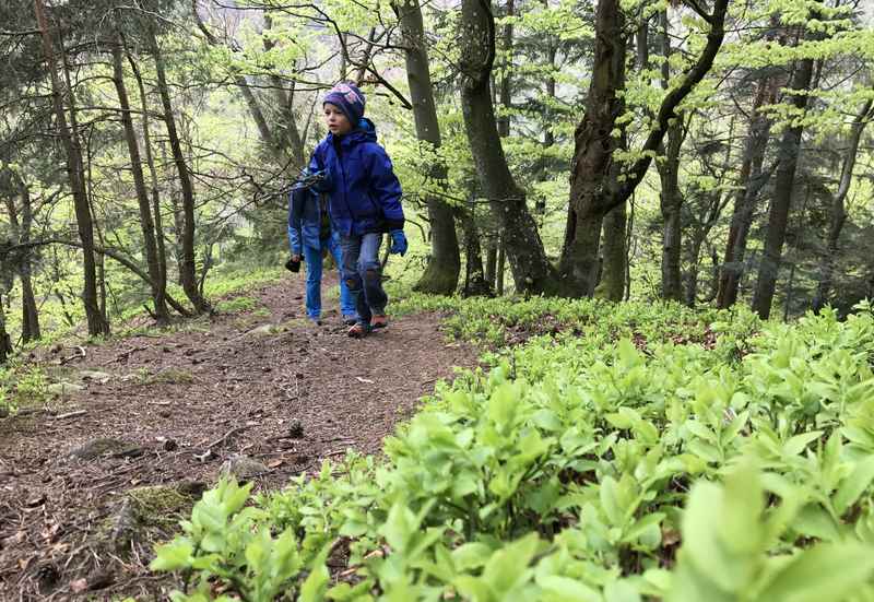 Zum Steiner Felsen wandern mit Kindern, wunderschön das frische Grün am Wanderweg