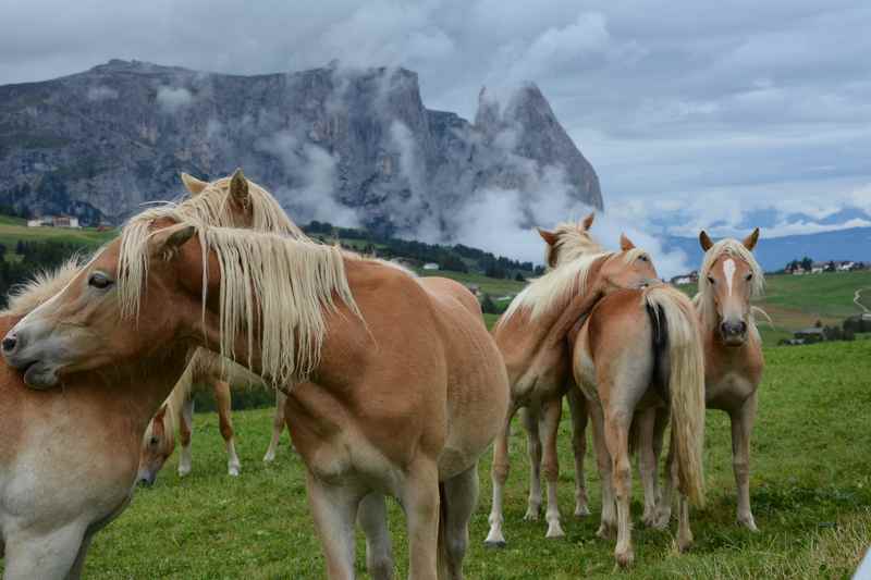 Seiser Alm mit Kindern: Die kuschelnden Pferde beim Südtirol Familienausflug auf der Seiser Alm