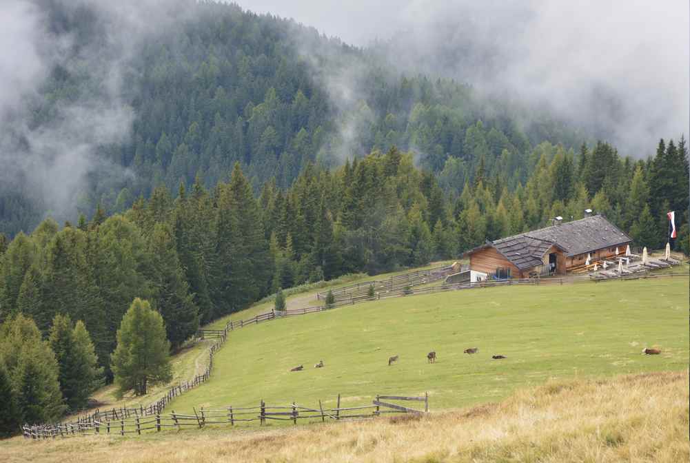 Von der Moserhütte wandern wir entlang des Weidezauns hinauf zum Klein - Gitsch