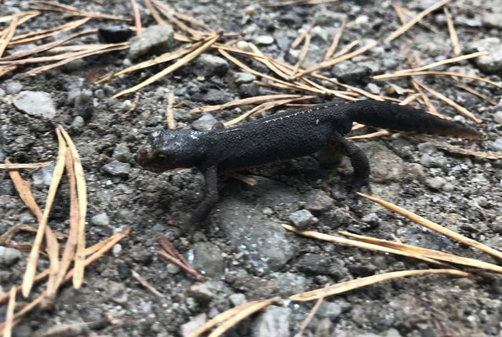 Zur Begeisterung der Kinder sehen wir am Wanderweg dieses Tier. Ein Lurch oder Molch?