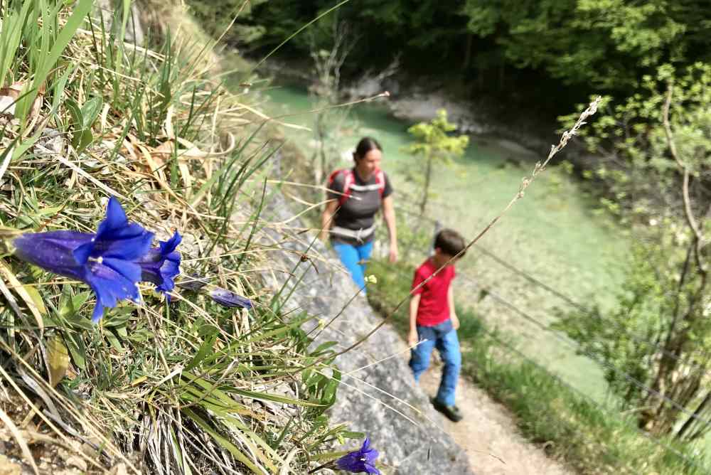 Im Frühling mit der Enzianblüte: Unsere Wanderung mit Kindern in der Tiefenbachklamm