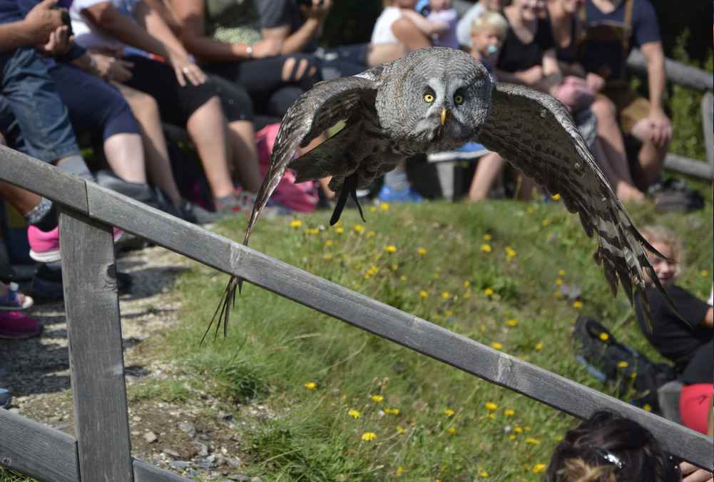 So nah kommt der Bartkauz beim Flug durch das Publikum - atemberaubend für alle Besucher, ob jung oder alt.