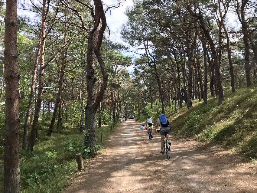 Mit dem Fahrrad an den Usedom Strand: Wunderbar durch die Kiefernwälder