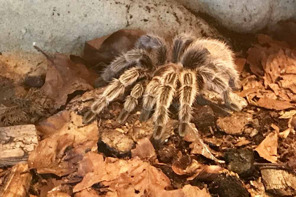 Wir sehen eine echte Vogelspinne im Terrarium