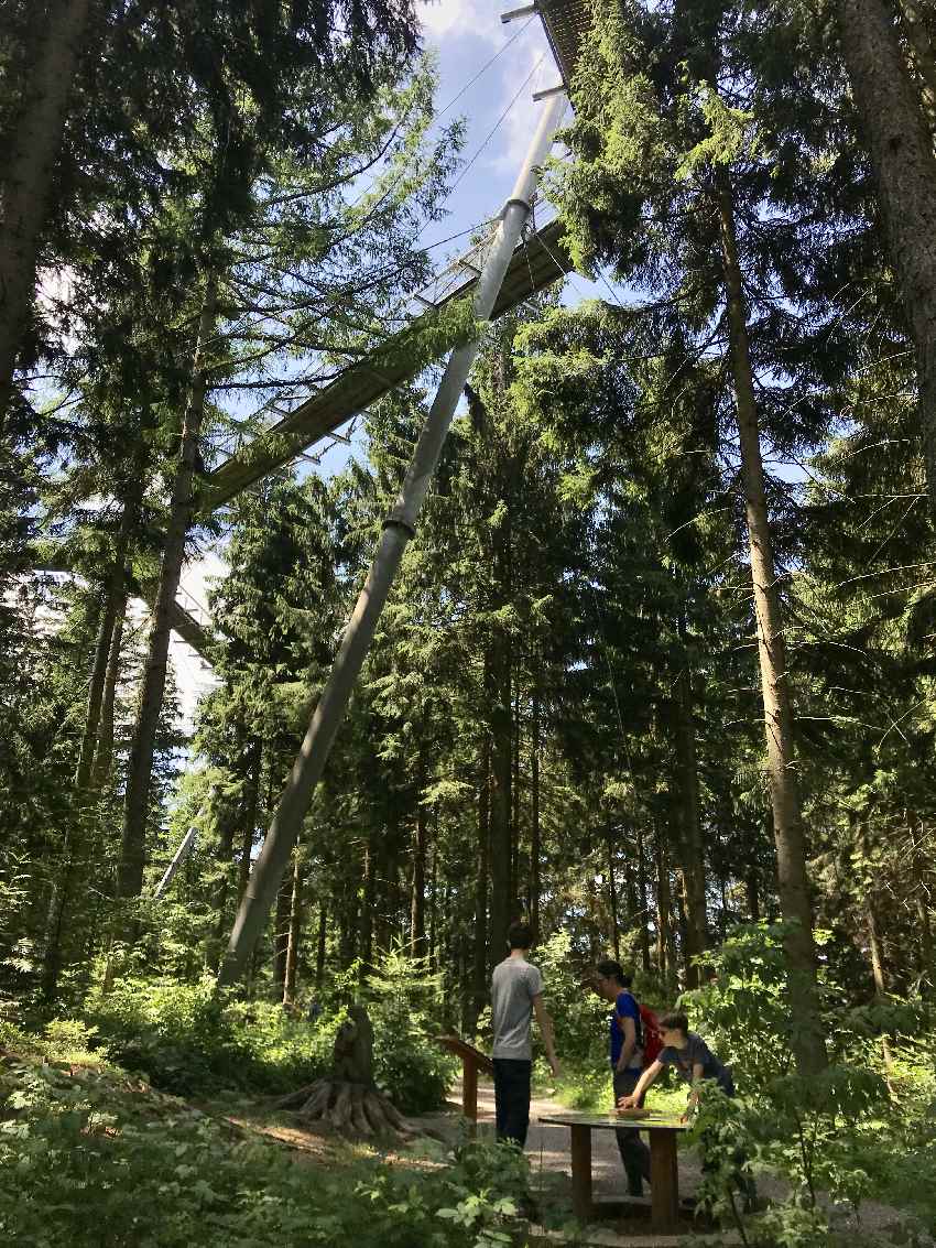 Schau mal die Dimensionen: Wir stehen am Naturerlebnisweg, über uns ist der Baumwipfelpfad