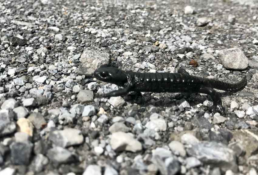 Der Salamander quert den Wanderweg rund um den Lünersee