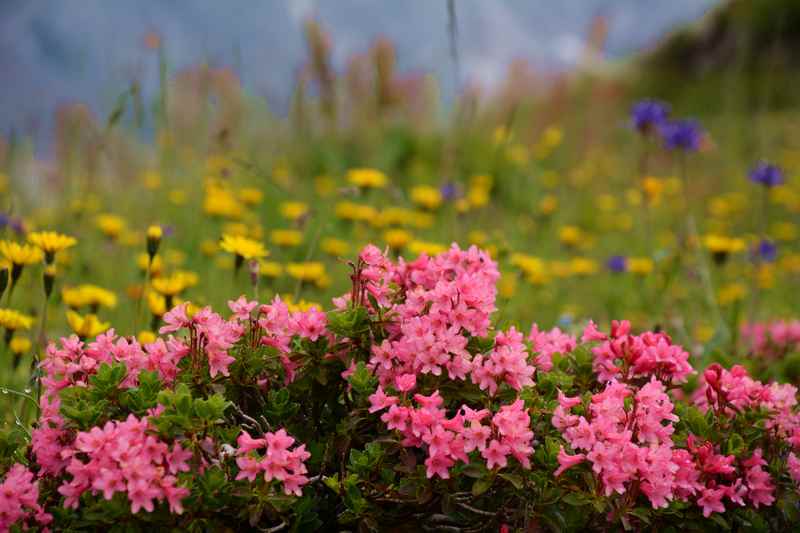 Blumenwiese in den Bergen bei der Hofpürglhütte unterhalb der Bischofsmütze